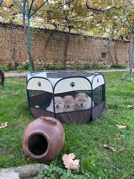 cuccioli di chow chow nei colori rosso crema nero | Foto 2