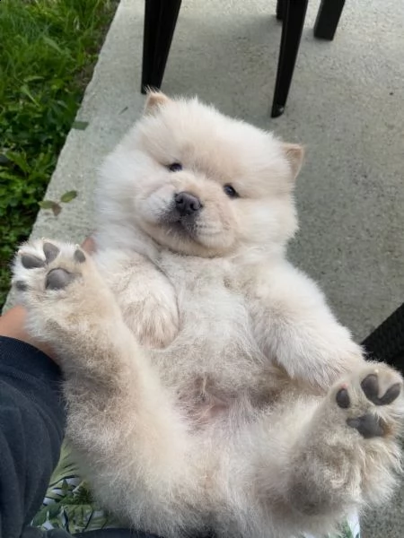 cuccioli di chow chow nei colori rosso crema nero