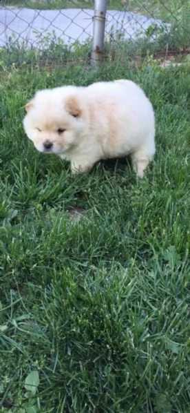 cuccioli di chow chow nei colori rosso crema nero | Foto 1