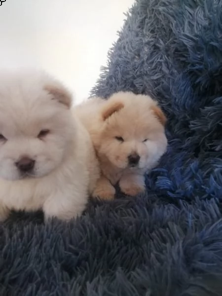 cuccioli di chow chow nei colori rosso crema nero | Foto 0
