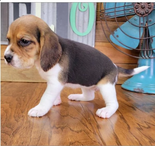 regalo cuccioli di beagle
