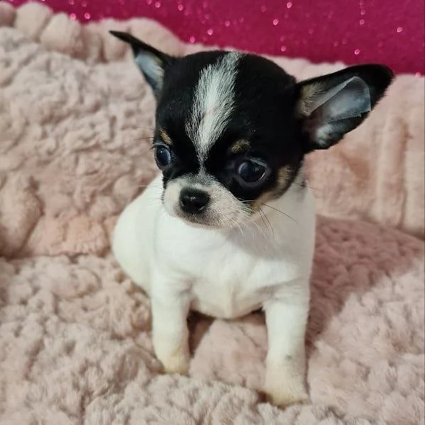 i cuccioli sono disponibili in loco ora