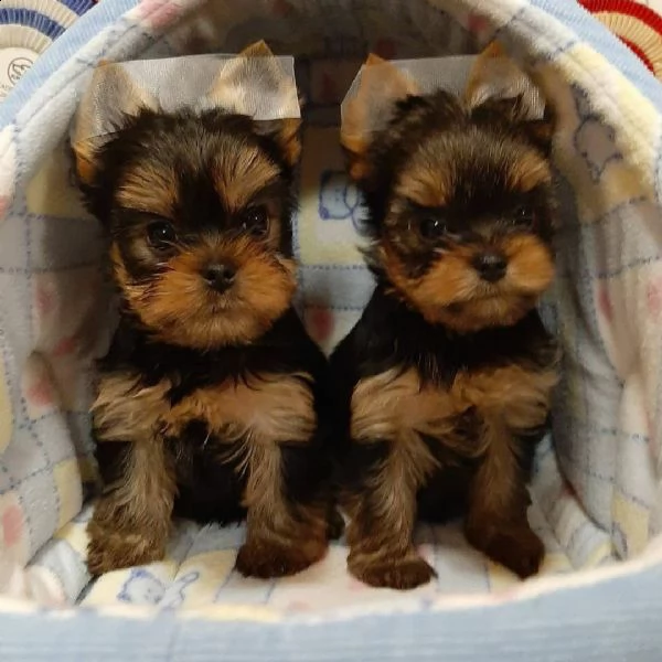 giocattolo yorkie disponibile per la vendita | Foto 0