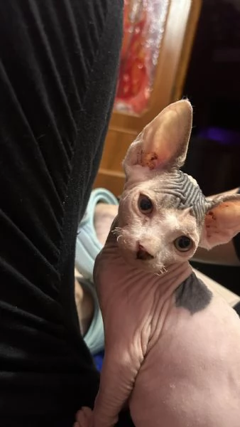 Cedesi Sphynx Maschio