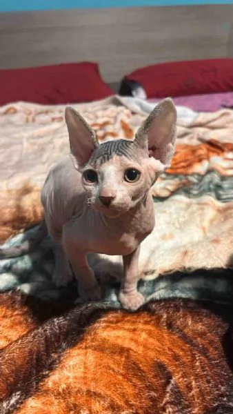 Cedesi Sphynx Maschio | Foto 2