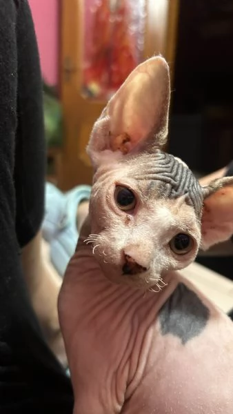 Cedesi Sphynx Maschio | Foto 1