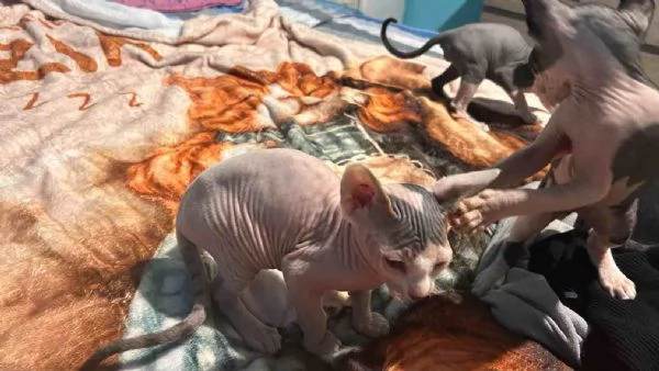 Cedesi Sphynx Maschio | Foto 0