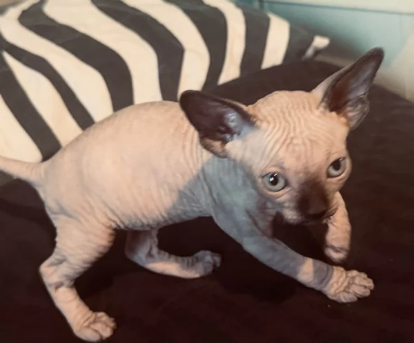2 Sphynx