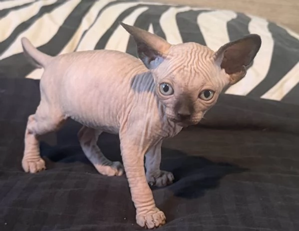 2 Sphynx | Foto 5
