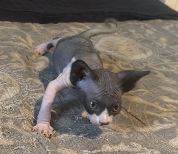 2 Sphynx | Foto 4