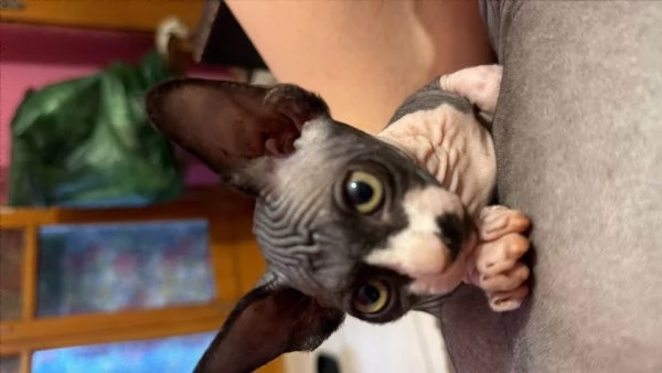 2 Sphynx | Foto 3