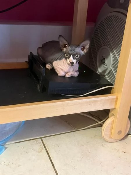 2 Sphynx | Foto 2