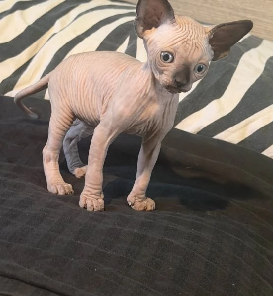 2 Sphynx | Foto 1