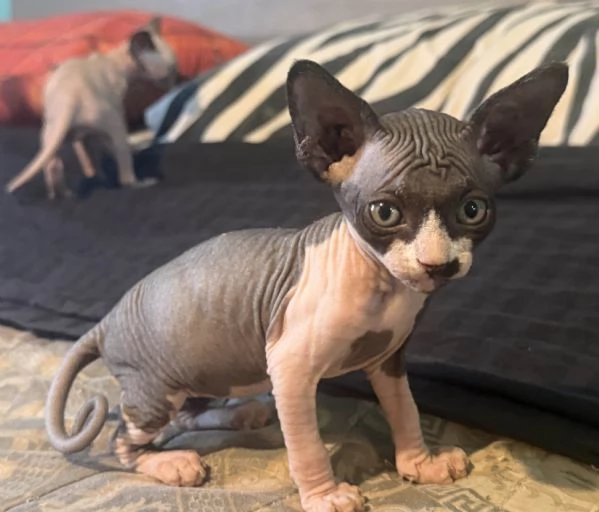 2 Sphynx | Foto 0
