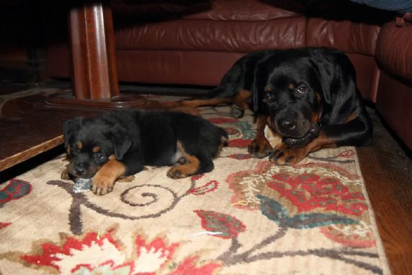 disponibile ultimo cucciolo rottweiler