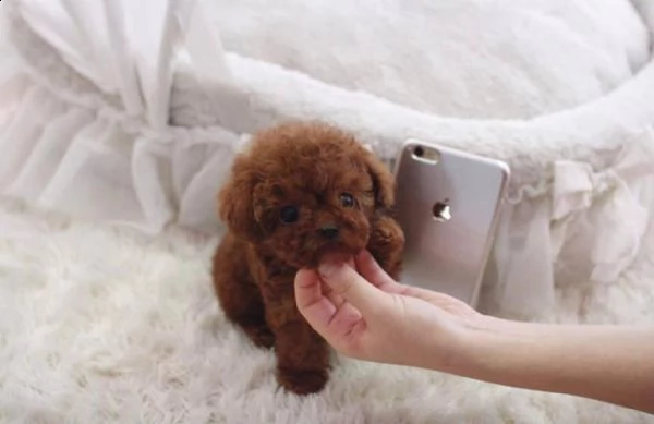 2regalo barboncino[at]