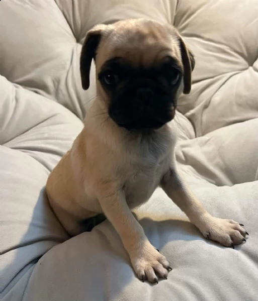 regalo carlino disponibile 