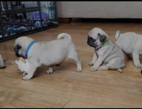 regalo carlino disponibile  | Foto 0