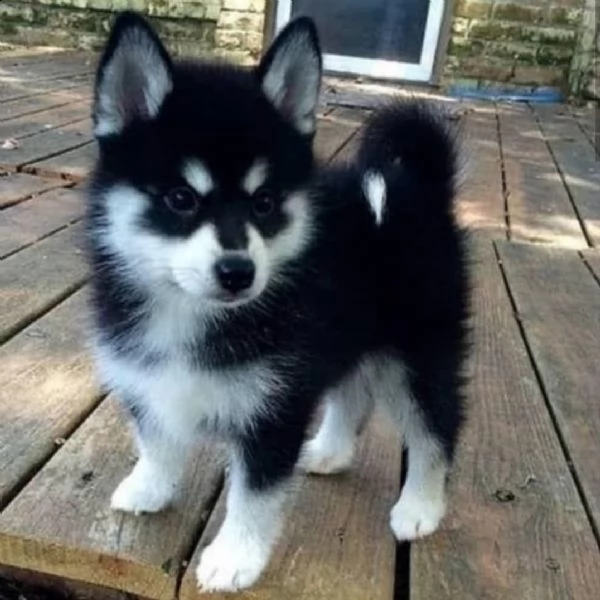 regalo disponibile husky  | Foto 0