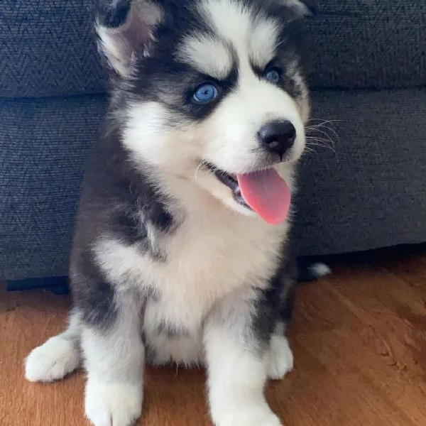 regalo disponibile husky 