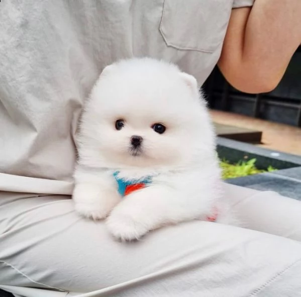regalo bellissimi cuccioli pomerania