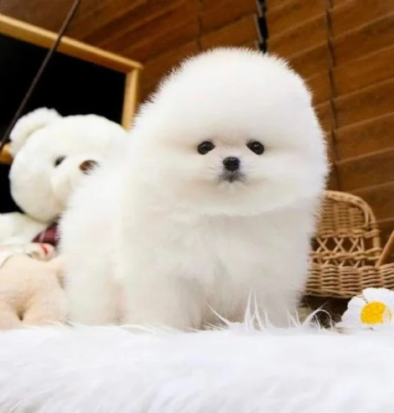 regalo pomeranian mini toy disponibili.... | Foto 0