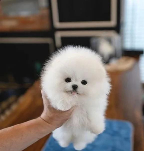 regalo pomeranian mini toy disponibili....