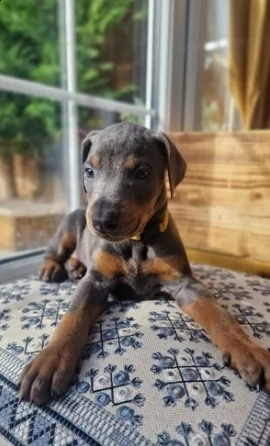cucciolo di dobermann di tre mesi