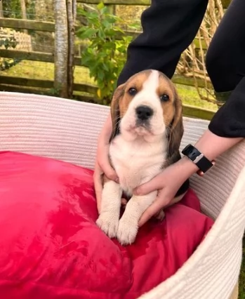 cuccioli di beagle tricolor