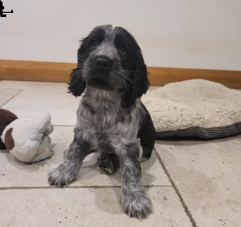 cuccioli di cocker spaniel inglesi