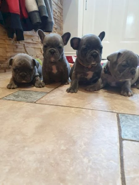 bulldog francese isabelino bianco da 2 mesi in adozione