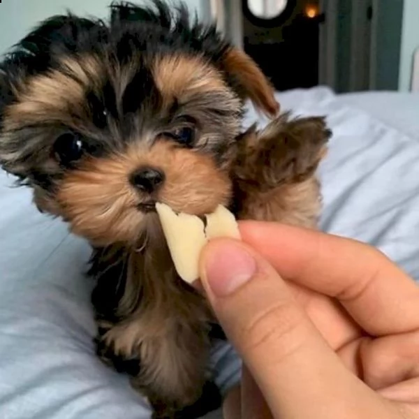 cuccioli di razza yorkshire marrone e nero per l'adozione