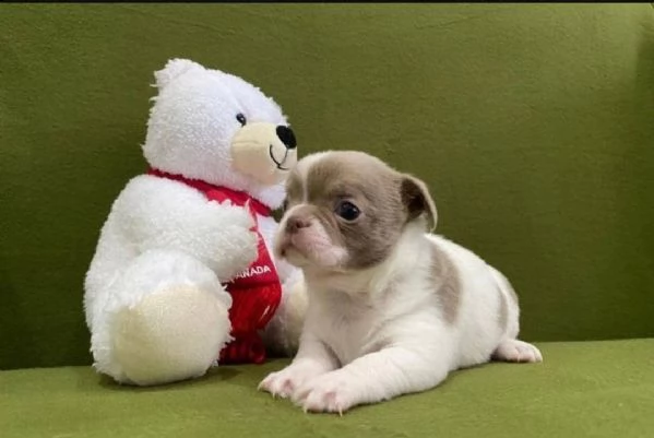 regalo chihuahua meravigliosi...