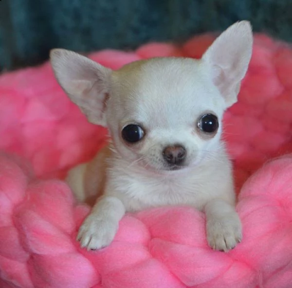 regalo cuccioli come bichon maltes chihuahua mini giocattolo%^