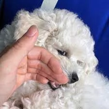 cuccioli maltesi disponibili per adozione sia maschi che femmine.