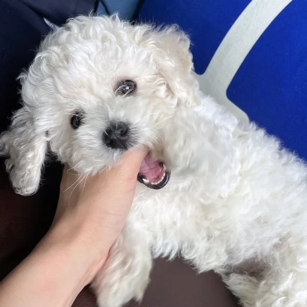 cuccioli maltesi disponibili per adozione sia maschi che femmine. | Foto 0