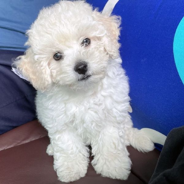 cuccioli maltesi disponibili per adozione sia maschi che femmine.! | Foto 0