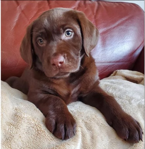bello labrador , maschio e femmina, in regalo