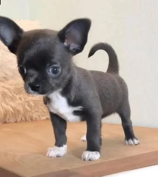 regalo cuccioli di chihuahua mini toy...