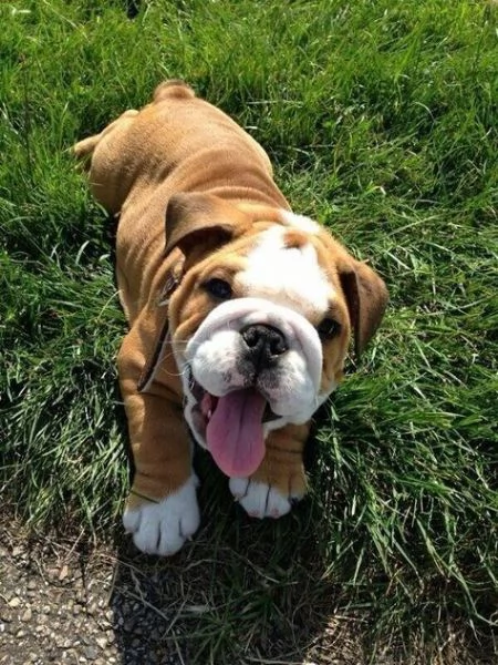  regalo bulldog cuccioli disponible bellissimi cuccioli di bulldog , consegnati con vaccini, microch