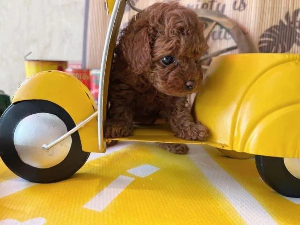 2regalo barboncino£ | Foto 0