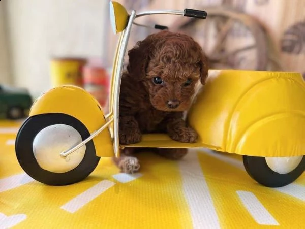 2regalo barboncino[] | Foto 0