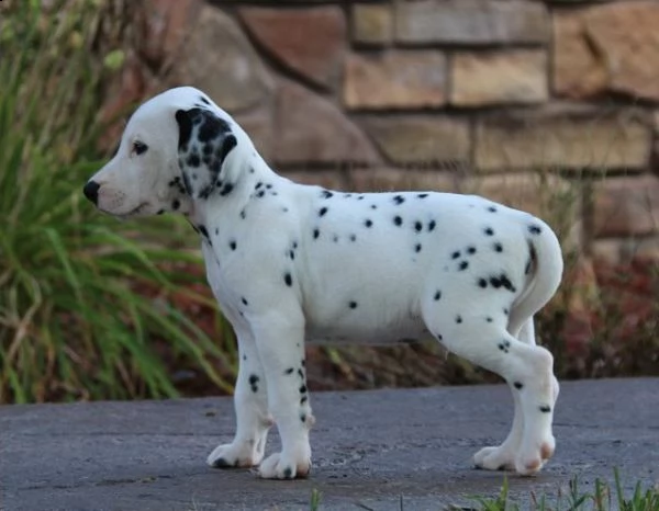  regarlo dalmata cuccioli bellissima cucciolata cerca nuova famiglia, 4 maschi e 3 femmina, 60 gg, t