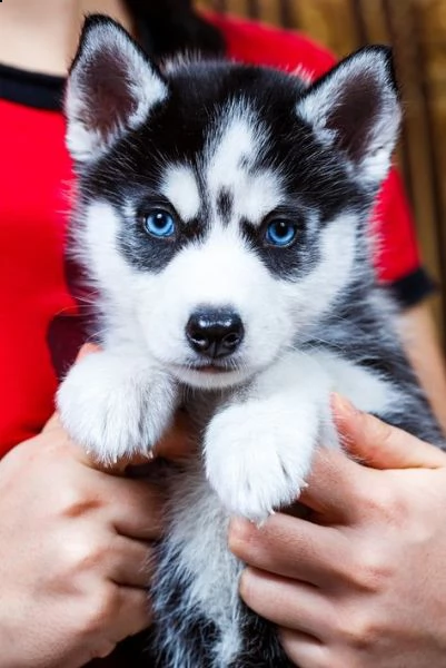 regalo siberian husky con pedigree consegna con : libretto sanitario, vaccini certificati dal veteri