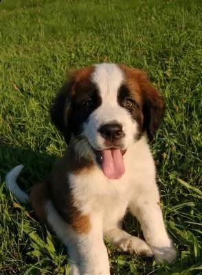 adorabili cuccioli san bernardo femminucce e maschietti disponibili i cuccioli sono vaccinati svermi