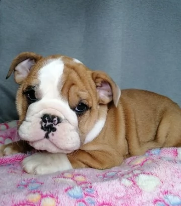 cucciolo di bulldog inglese due mesi