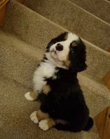  adozione di cuccioli bovaro del bernese