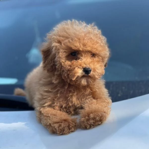 grazie per il tuo interesse per i nostri bambini