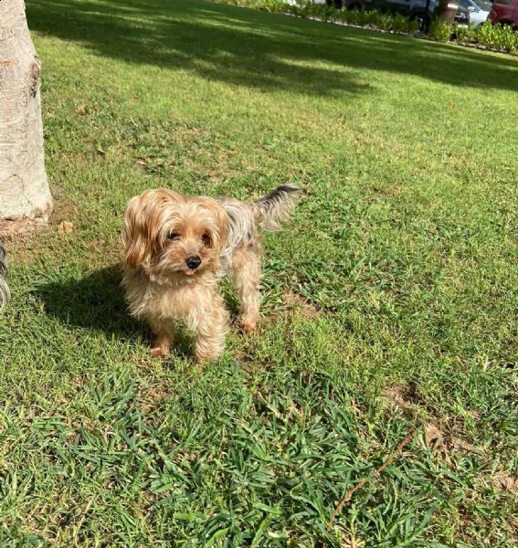 puppies are available on site now