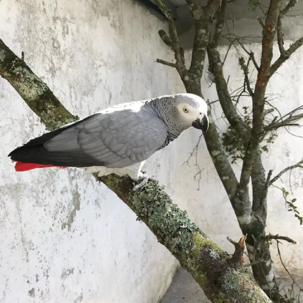 i pappagalli amazzonici sono ora disponibili sul sito